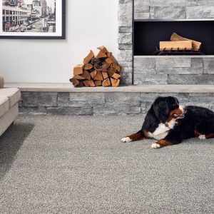 Dog on Carpet floor | Frazee Carpet & Flooring