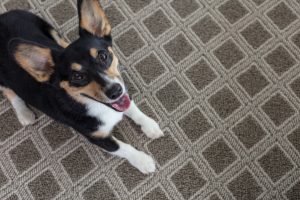 Dog on Carpet | Frazee Carpet & Flooring