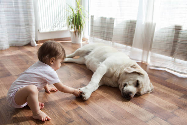 Kid playing with dog | Frazee Carpet & Flooring